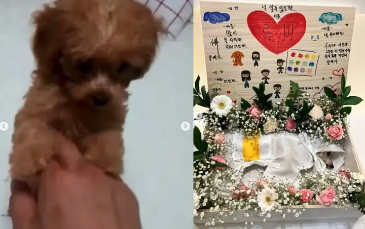 郑佳恩爱犬Ruby幼年时期的可爱模样,见证了主人的悲欢离合