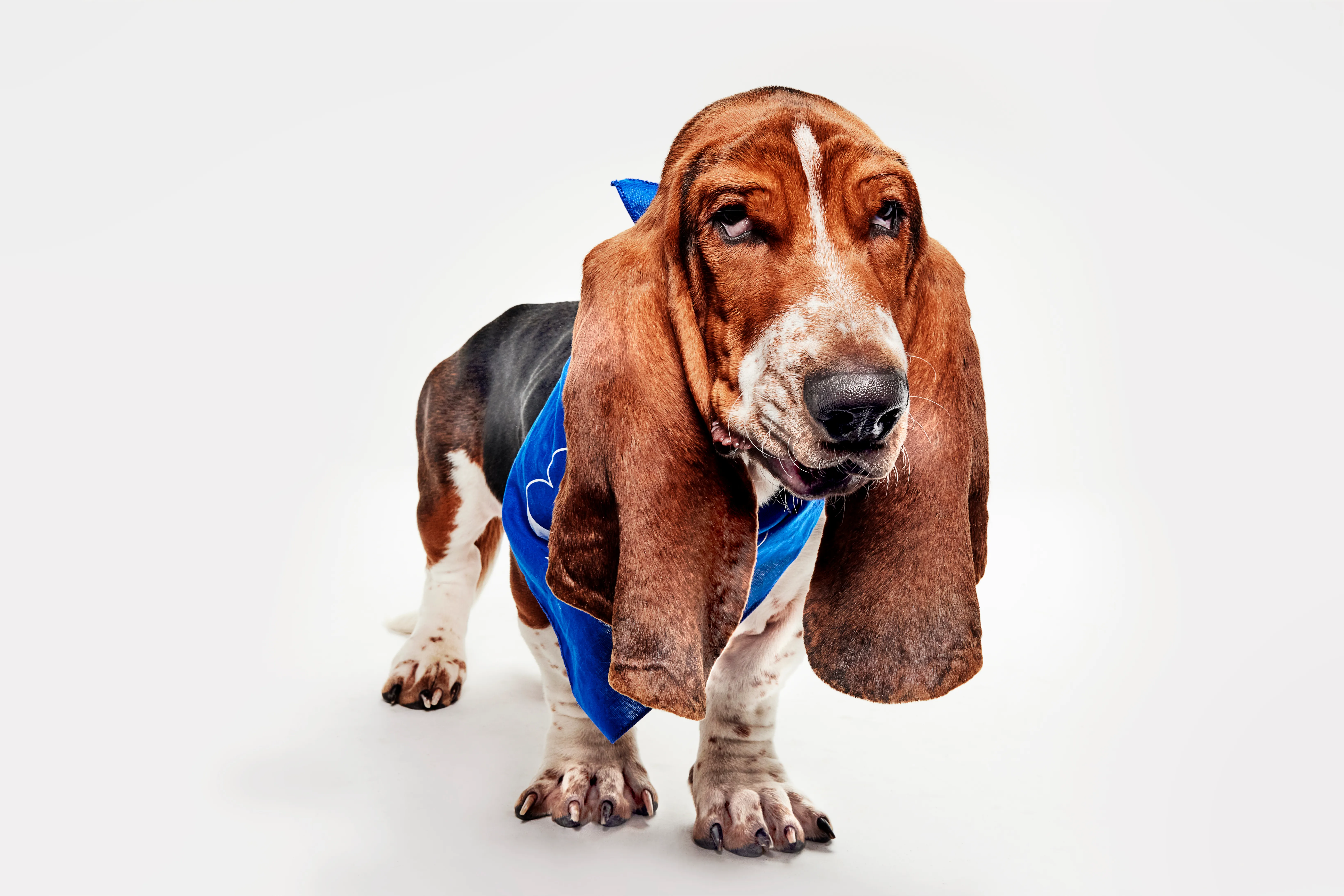 萌宠碗收视率狂飙20%！1530万观众在线“吸狗”，坏痞兔中场秀流量封神