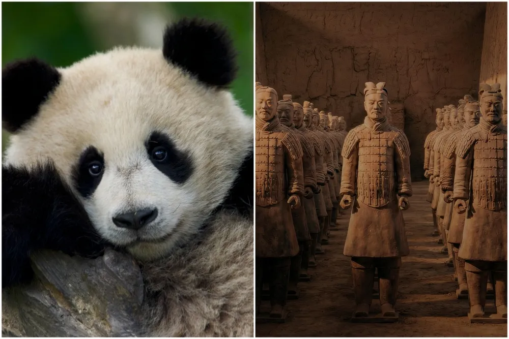《熊猫学校》与《中国始皇帝的秘密武器》纪录片官宣海报